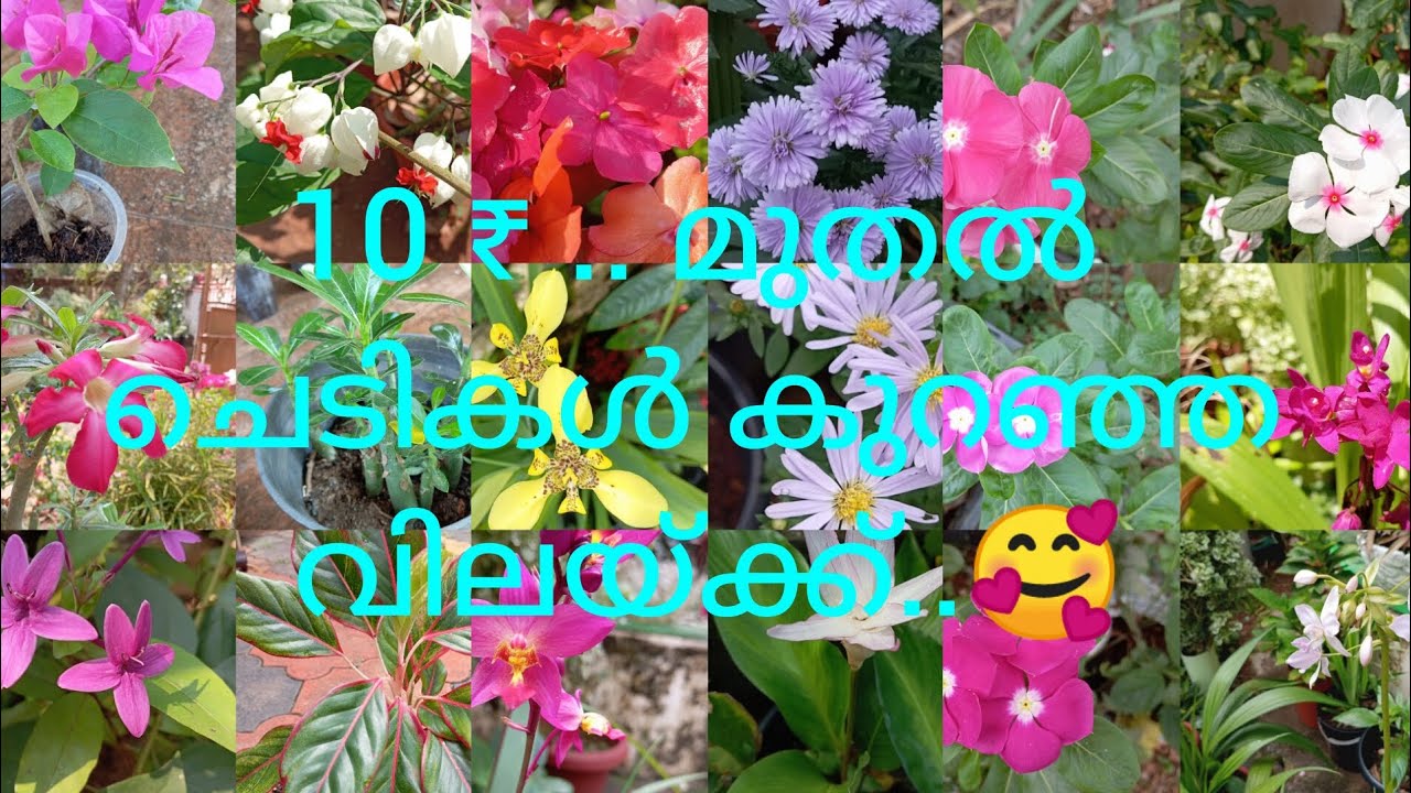 10 ₹ .. മുതൽ ചെടികൾ കുറഞ്ഞ വിലയ്ക്ക്.. 🥰| 8089869982 🥰| low cost plants |