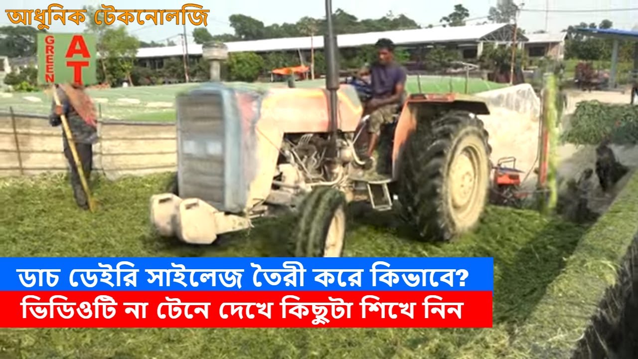 ডাচ ডেইরি সাইলেজ তৈরী করে কিভাবে দেখুন | Silage making | dutch dairy | Bayezid Moral