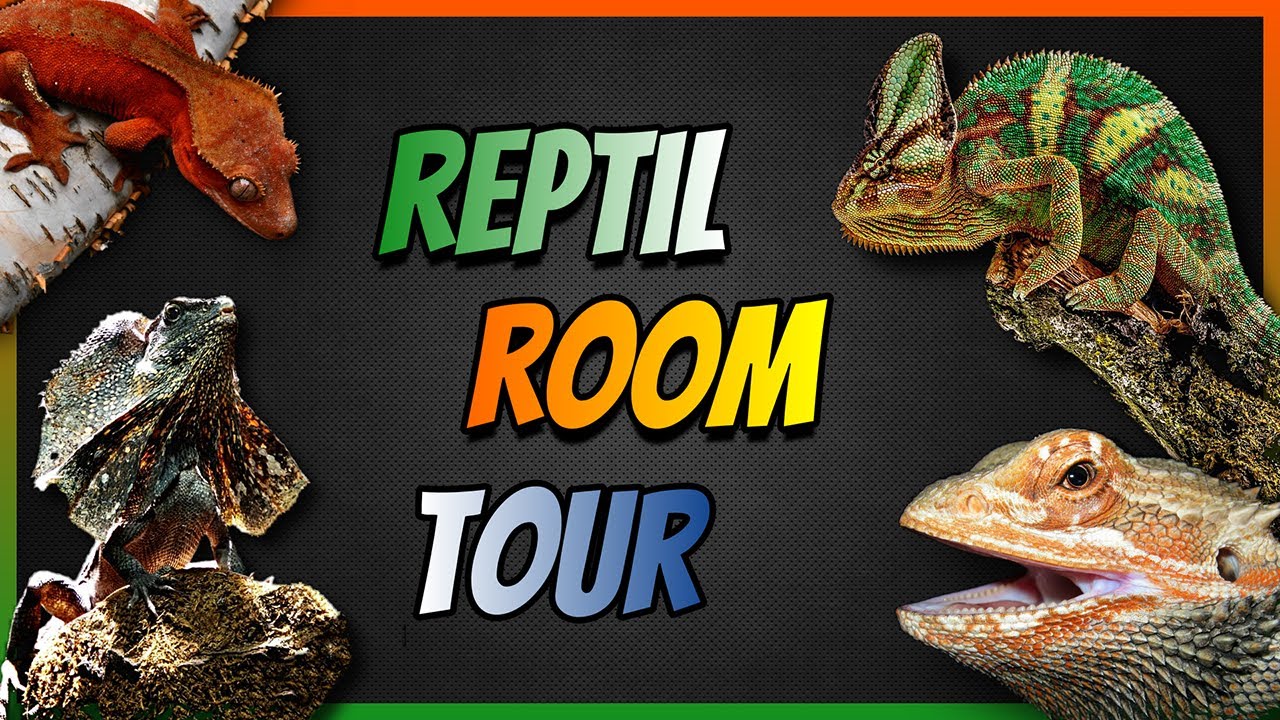 TODOS MIS +20 REPTILES Y MORDISCO 🐢 🦎 🐉