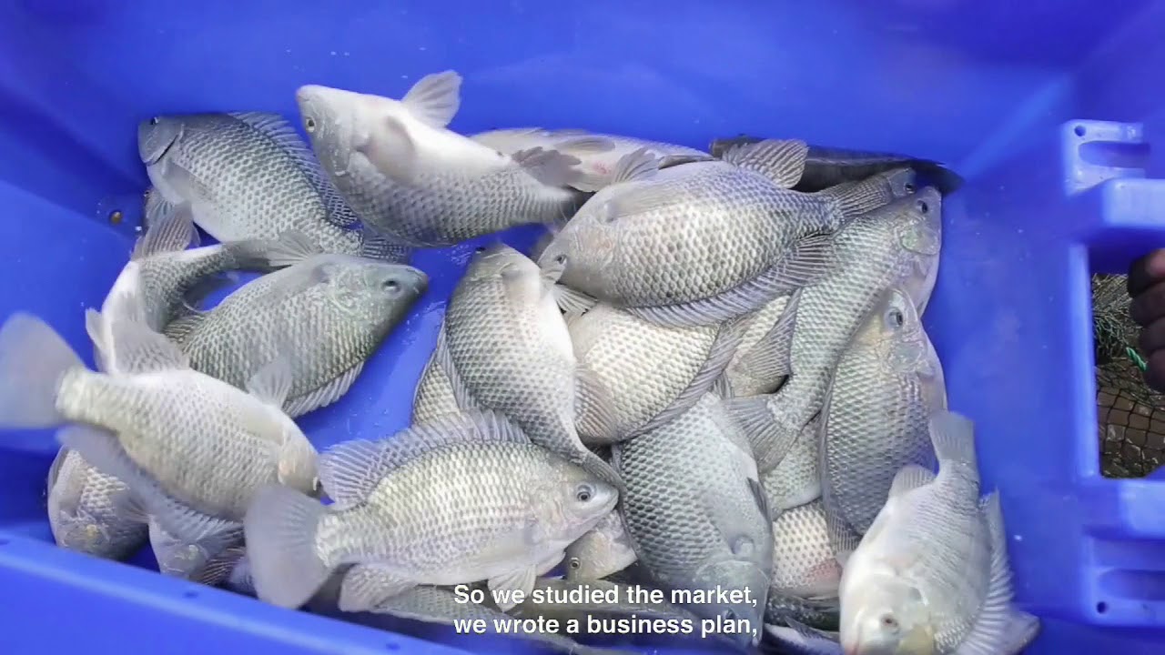 ASA Ethiopia - the first commercial and sustainable fish farm in Ethiopia
