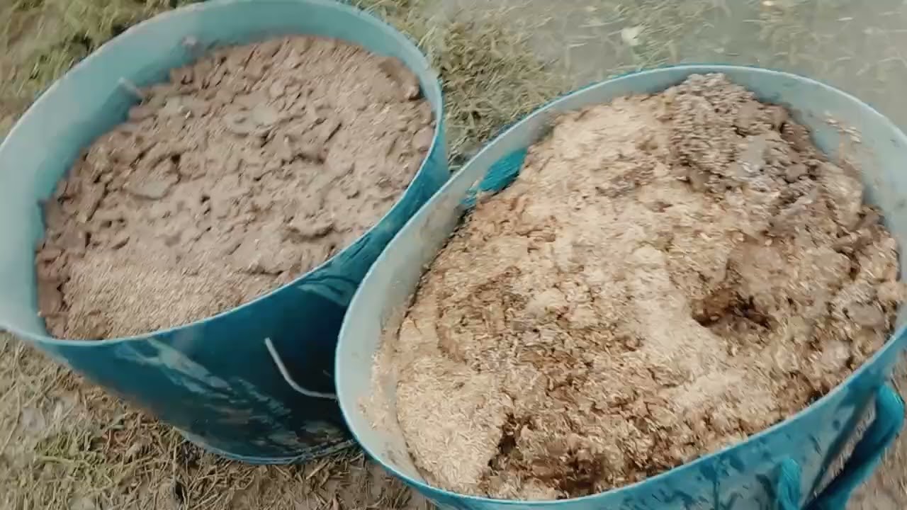 দেখুন কিভাবে অল্প খরচে গবাদি পশুর গোবর দিয়ে মাছের খাবার বানাবেন,, #shortvideo #shortvlog @sdali4,,,,