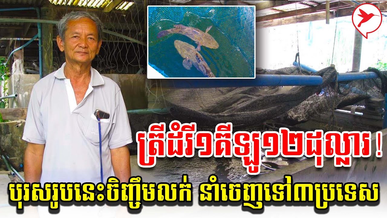 ត្រីដំរី១គីឡូ១២ដុល្លារ! បុរសរូបនេះចិញ្ចឹមលក់ នាំចេញទៅ៣ប្រទេស | កម្មវិធីកសិកម្ម