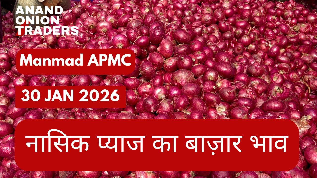 Nashik Onion Market Today 🔴 | Red Onion Price Today | APMC Bhav  30 January 2026