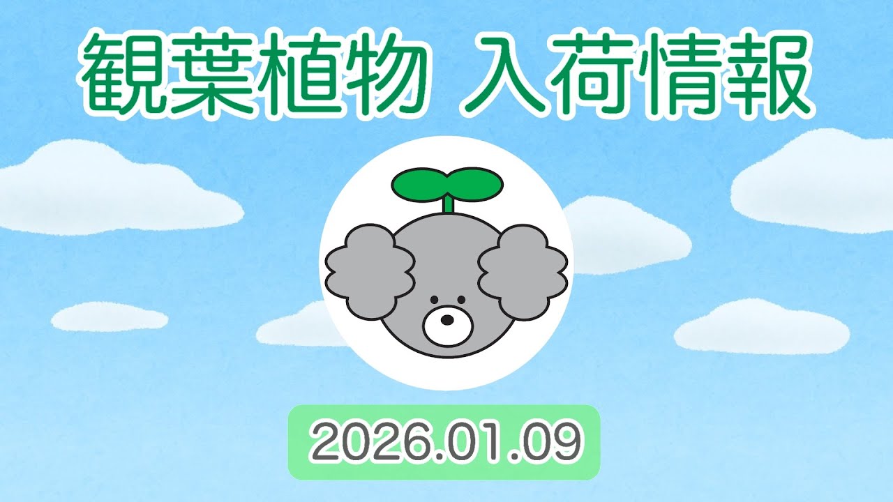 【観葉植物 入荷情報】2026.01.09