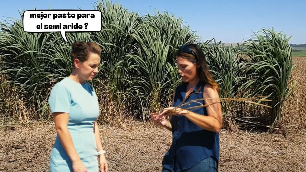 Pasto que Revoluciona los Ecosistemas andropogon