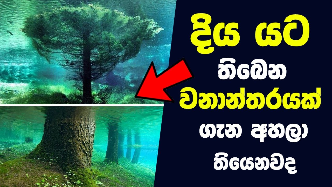 ලෝකයේ තිබෙන අමුතුම දේවල් ගැන ඔබ නොදත් දේවල් 10ක් | 10 Amazing Rare Things