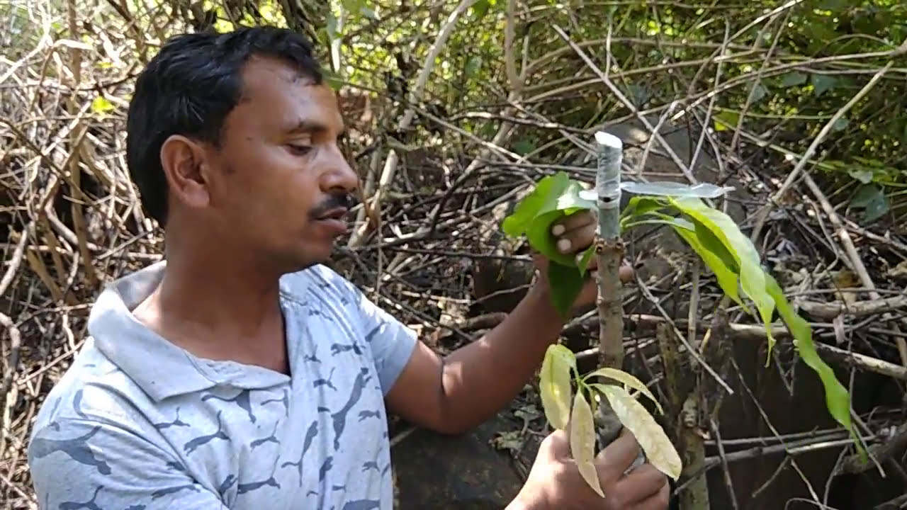 Aam ki Kalam kese kare | mango grafting | khetibadi