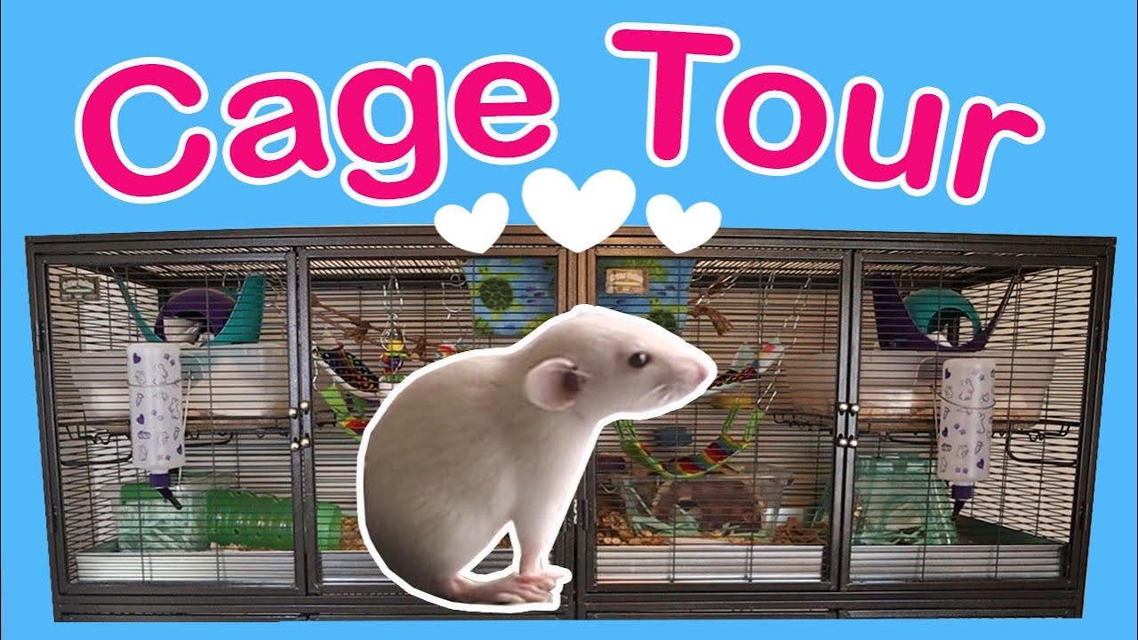 Pet Rat Cage Tour 😍 of a Double Critter Nation