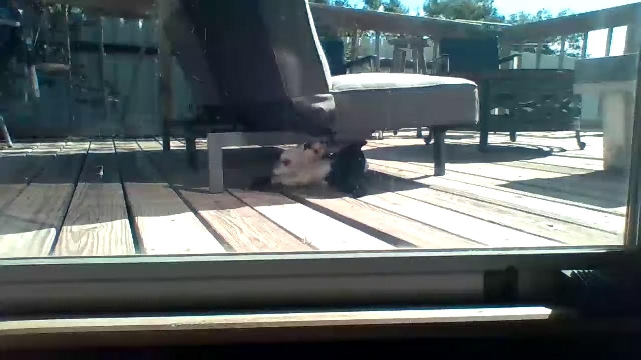 LIVE! Kittens on the deck