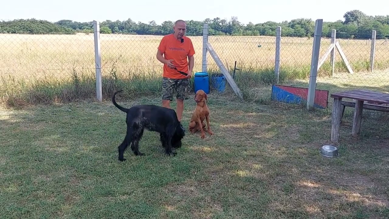 Magyar vizsla kutyaoktatás tanítás