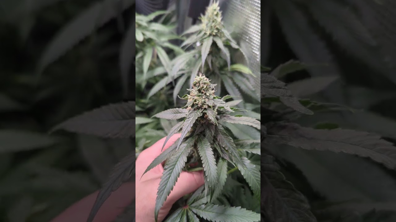 Stacking season! #homegrown #chronic #plants #cannabis #growup #smoke