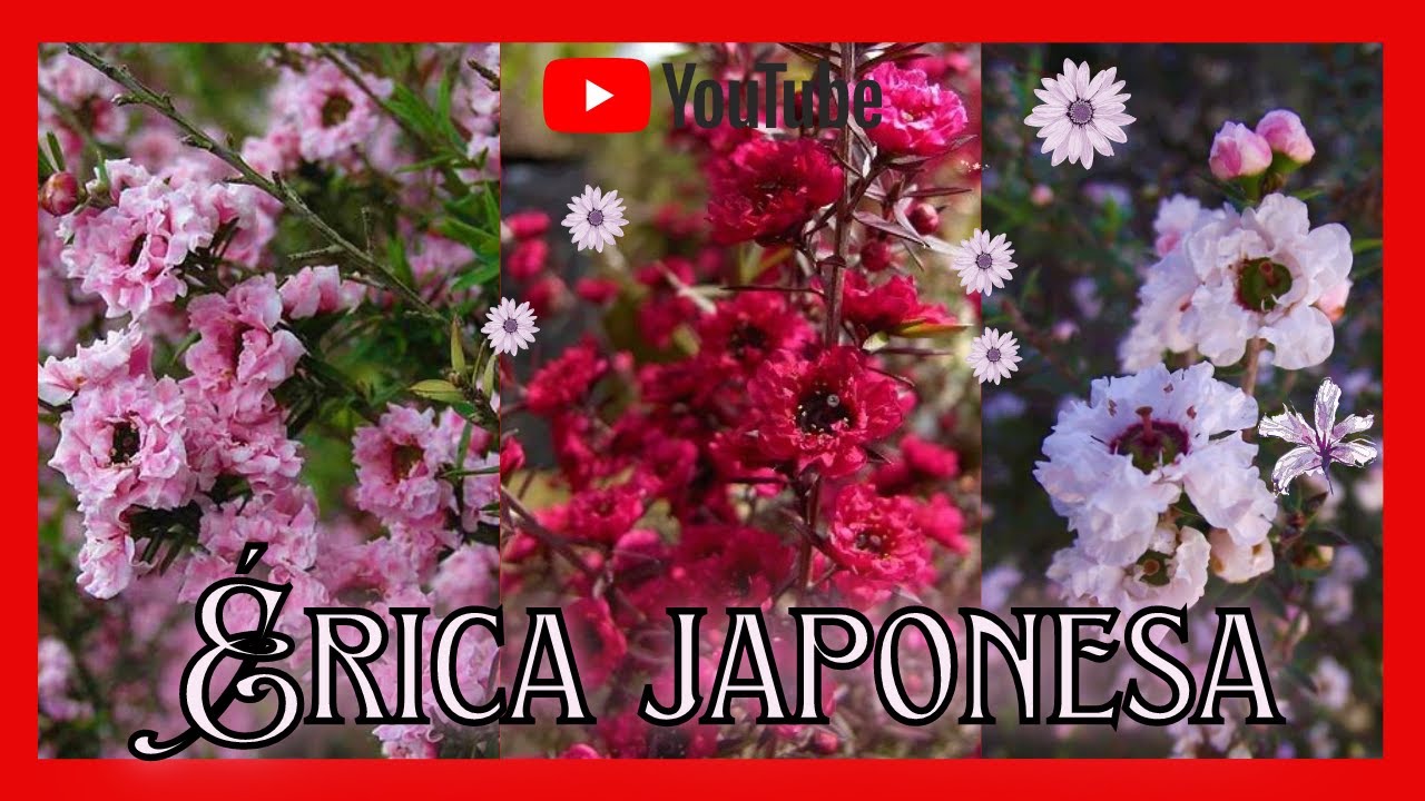 Como plantar Érica japonesa ou Manuka - Youtube