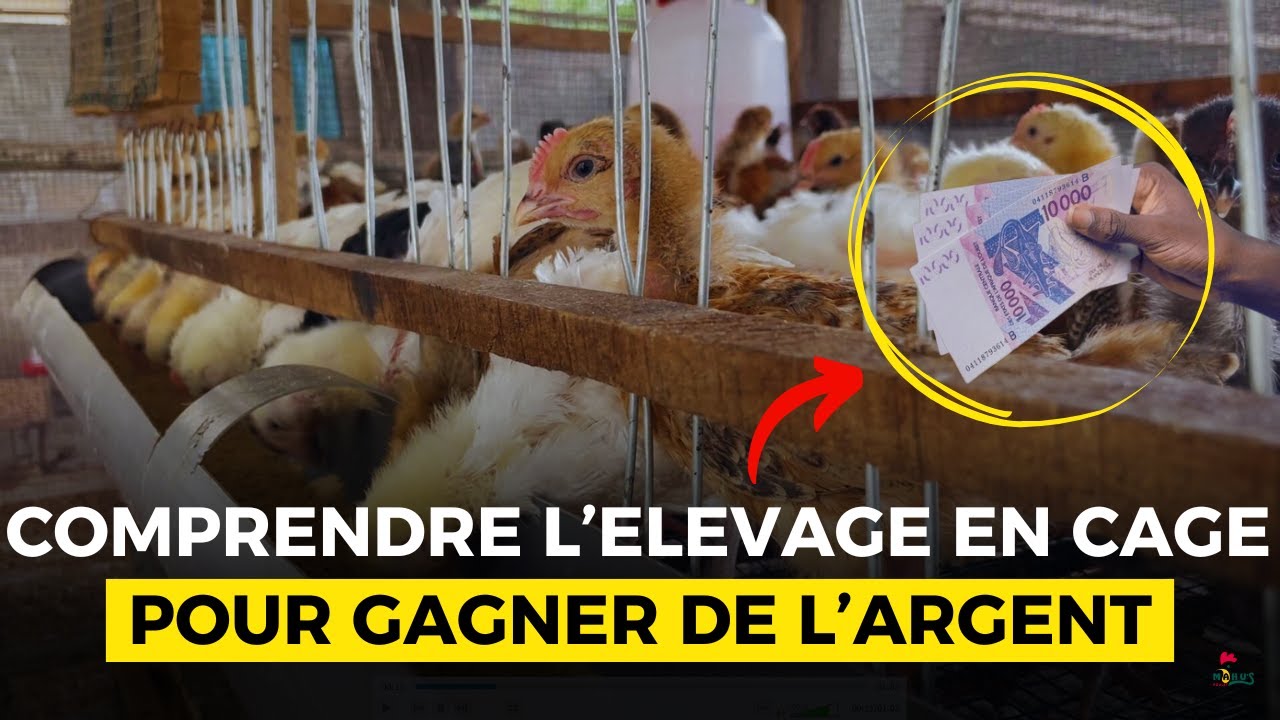 GAGNER BEAUCOUP d'Argent sur un PETIT Espace avec l'ELEVAGE en CAGE (LA SOLUTION)