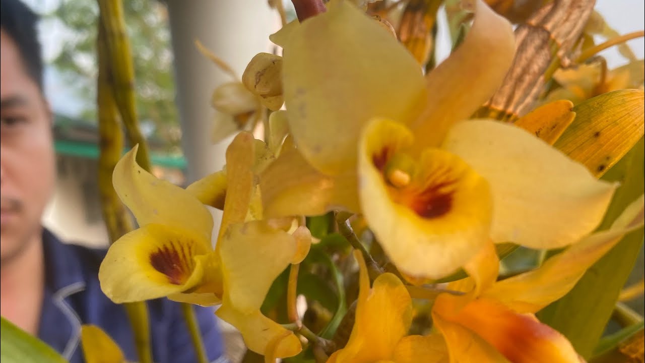 เหลืองจันทรบูร กล้วยไม้ป่าแท้หายาก 0959418988 #จัดสวน #ขายกล้วยไม้ป่าแท้ #orchid #บาบูสินค้าเกษตร 