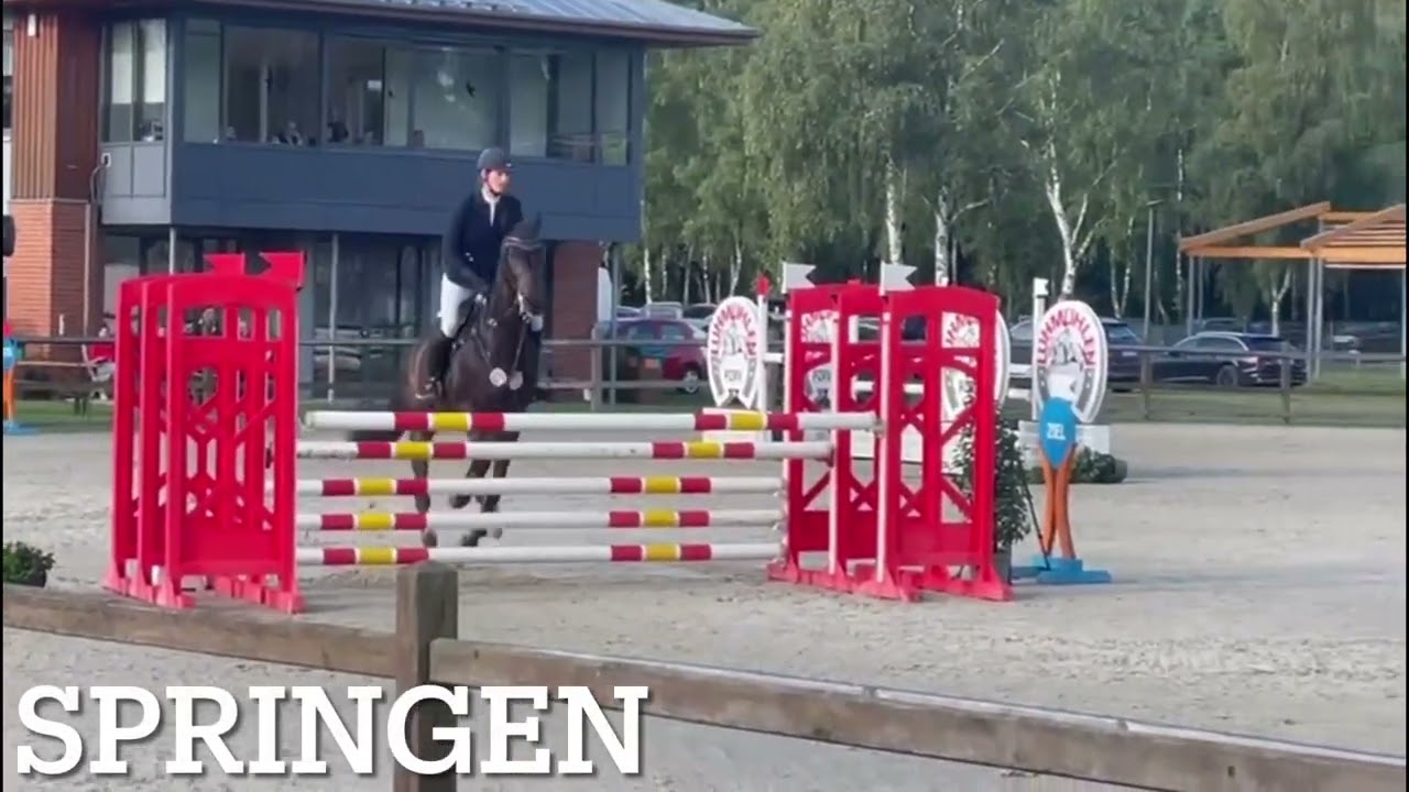 Alvin Vielseitigkeitspferd zum Verkauf