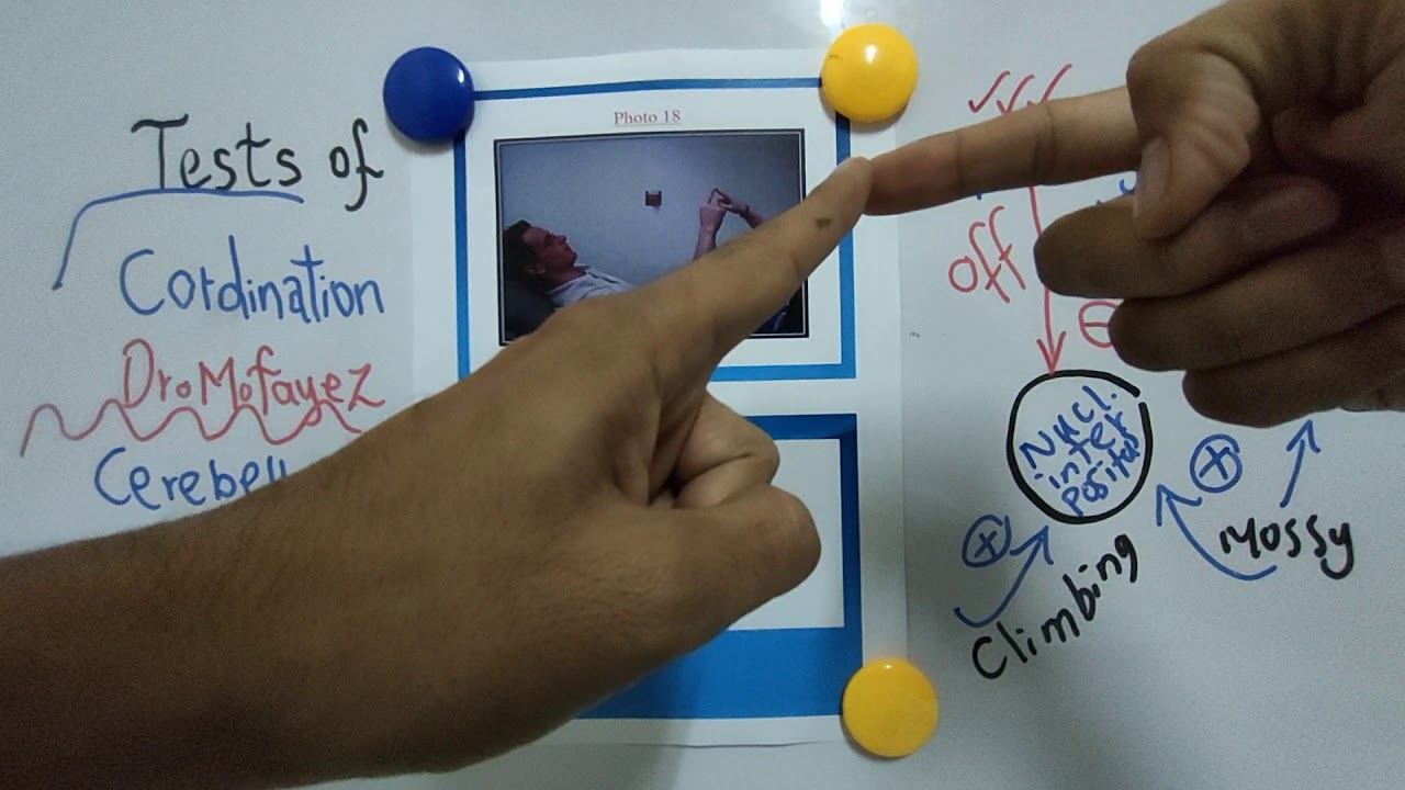 Tests of Cordination Practical (CNS Physiology) Dr Mohamed Fayez