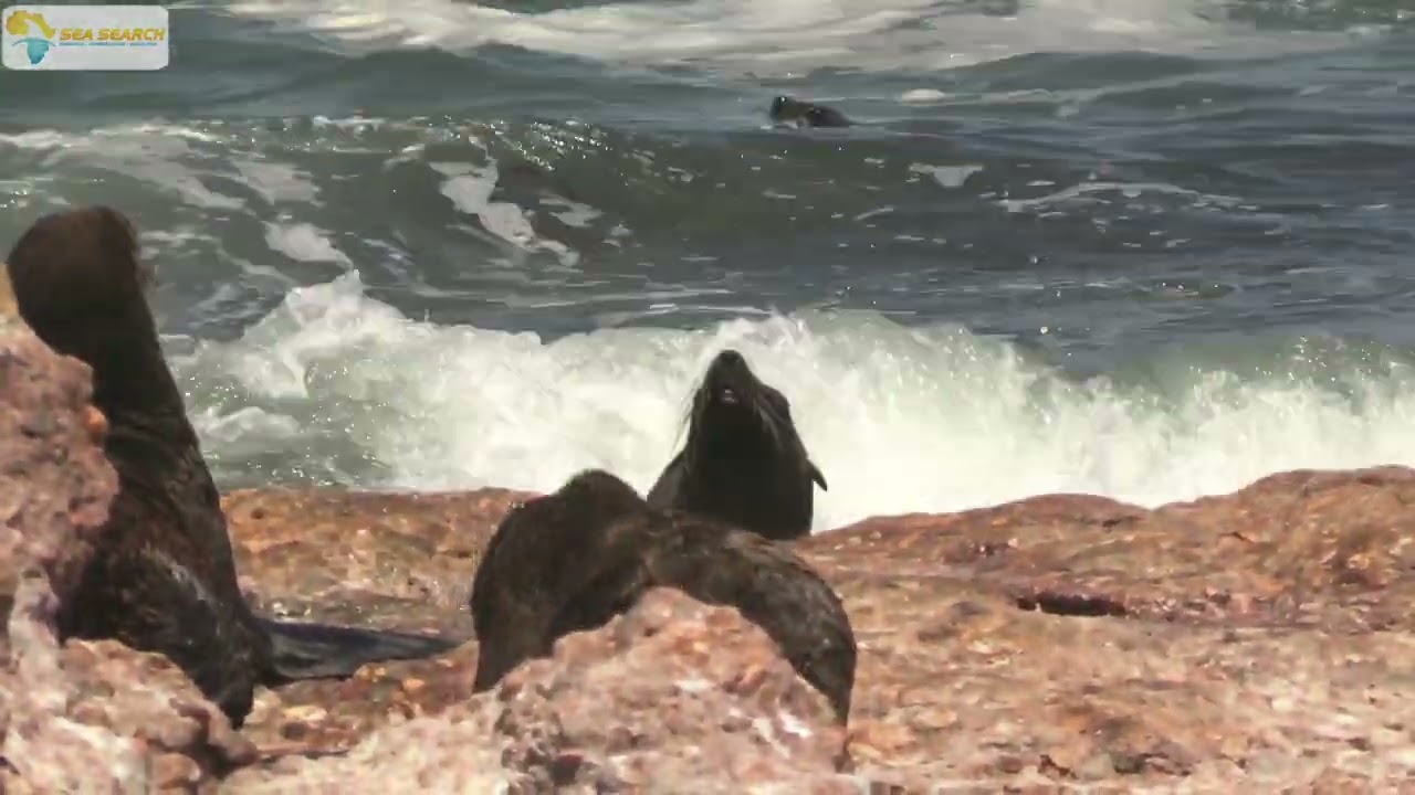 Cape Fur Seal with Rabies