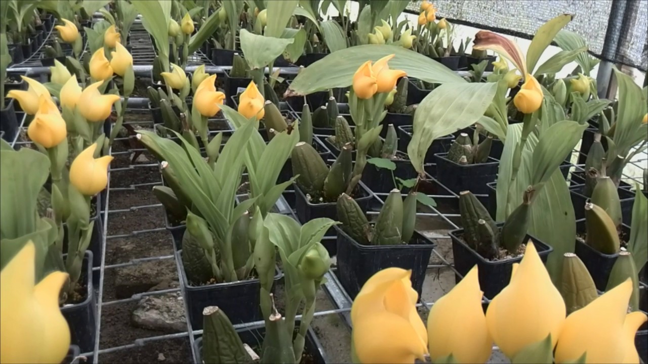 Anguloa growing in Ecuagenera