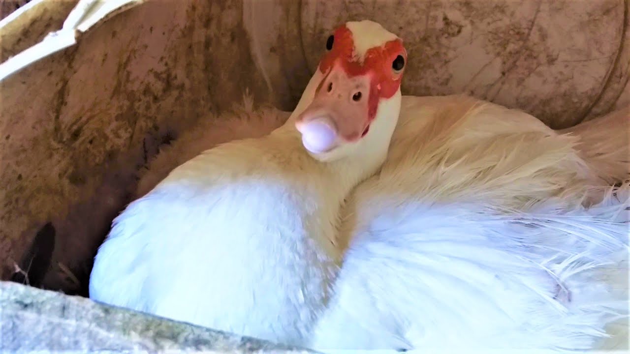 SIX MOTHER MALLARD & MUSCOVY DUCKS PROTECT YOUR FAMYLI IN THE BACKYARD