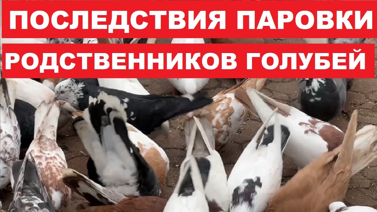 Что бывает когда спаровать родственников голубей (мать с сыном...)