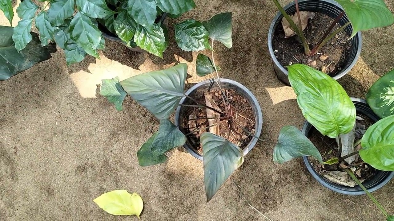 New plants sale video 