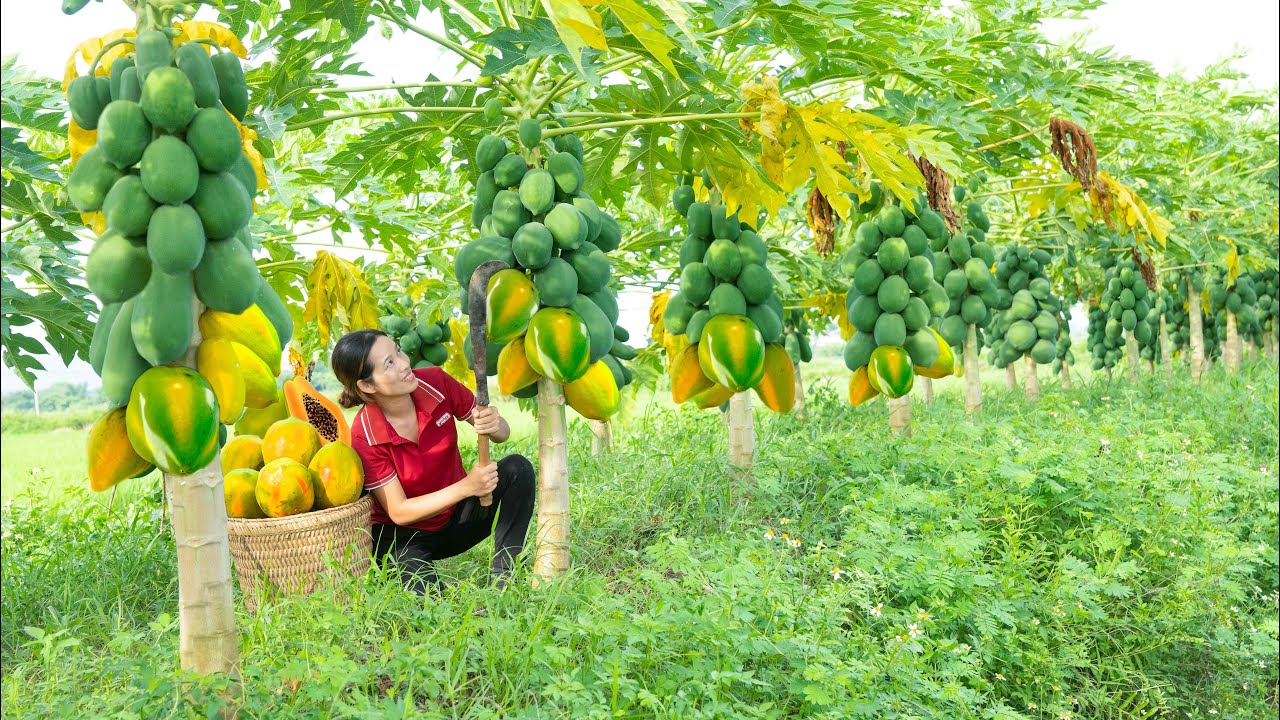 Harvesting Papaya in the garden, Make delicious stir-fried Papaya Go to the market to sell