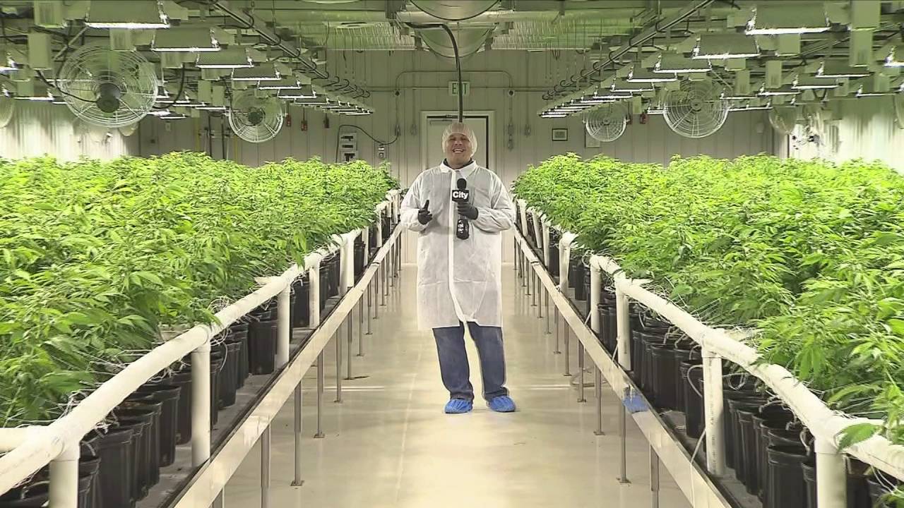 Big plans in store for Alberta medicinal marijuana manufacturer Aurora Cannabis