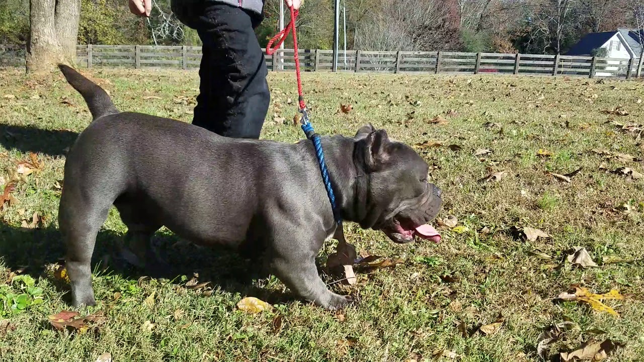 Exotic Bully.... TWT Bulls the bullies out playing