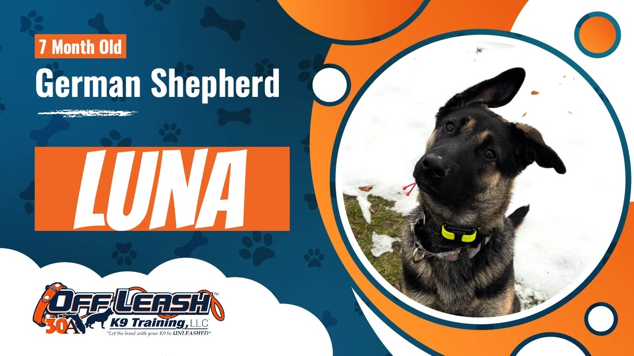 GSD, 7 Months, Luna | Best Shepherd Training| Off Leash K9 