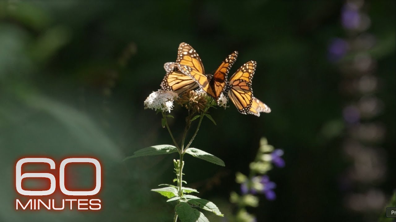 Inside the monarch butterfly migration mystery: flying to Mexico from Canada, the U.S.
