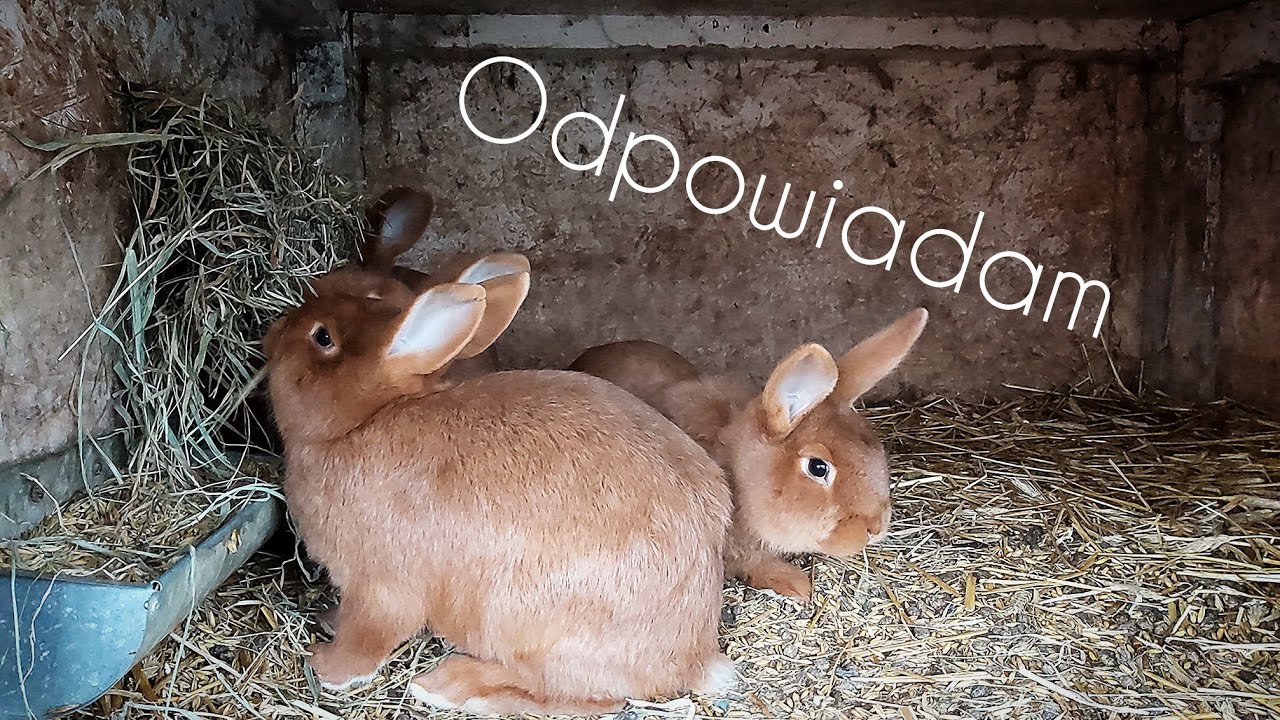 Czy Pierwiastka ma instynkt macierzyński?🐇| Jak zapobiegać nieudanych wykotów? - ODPOWIADAM😊