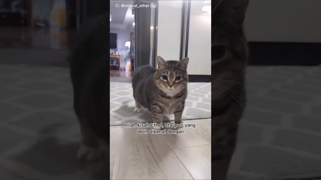 Kisah Kucing UIIAI🐱!! #cat #catvideos #kucing