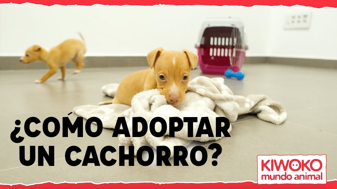 C&oacute;mo ADOPTAR un PERRITO【PASO A PASO】💚🤝🐶