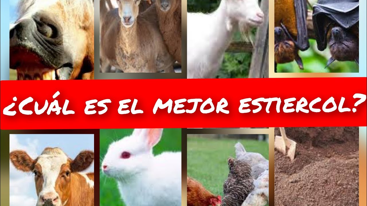 CUAL ES El MEJOR ESTI&Eacute;RCOL para ABONO ORG&Aacute;NICO/WHICH IS THE BEST MANURE FOR ORGANIC FERTILIZER?