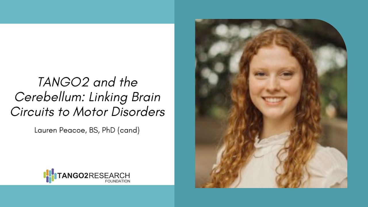 TANGO2 and the Cerebellum: Linking Brain Circuits to Motor Disorders