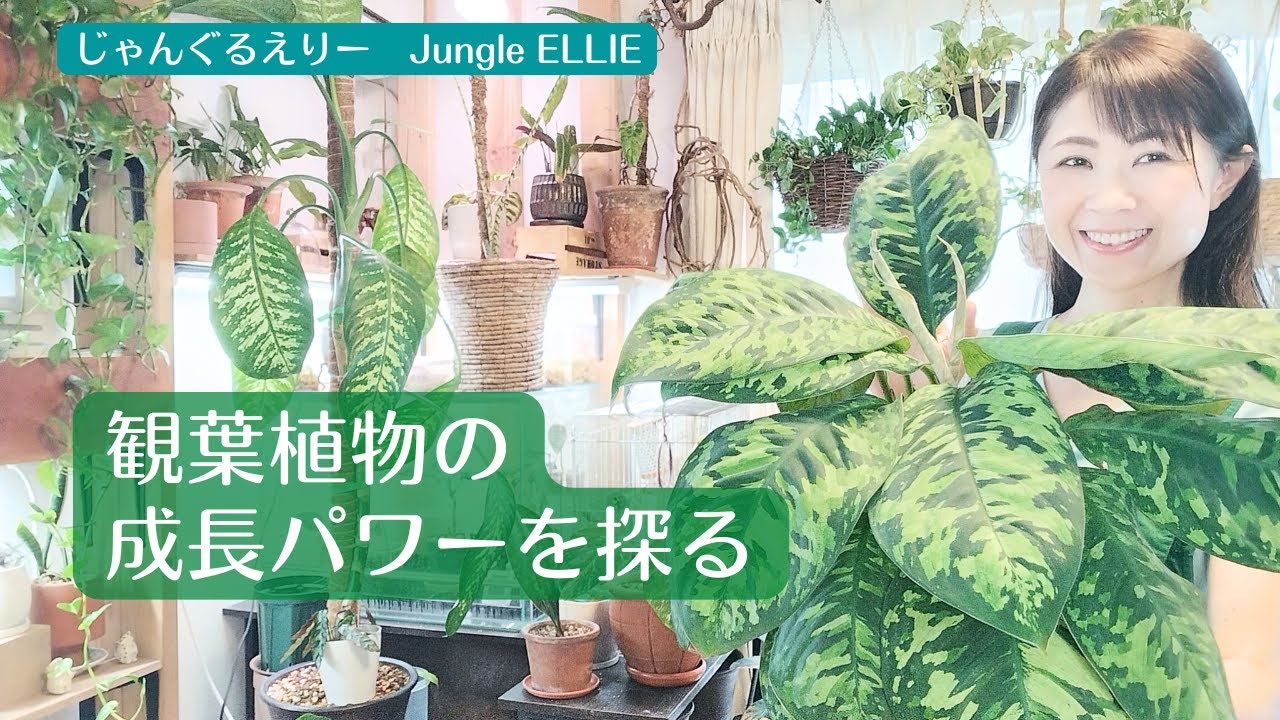 【成長エネルギー】花芽をカットした1週間後のホマロメナワリシー、アグラオネママリアの様子、観葉植物がパワーを注いでいる部位を見極め、良好な健康状態を保つ方法　[観葉植物]ー　Ep.166