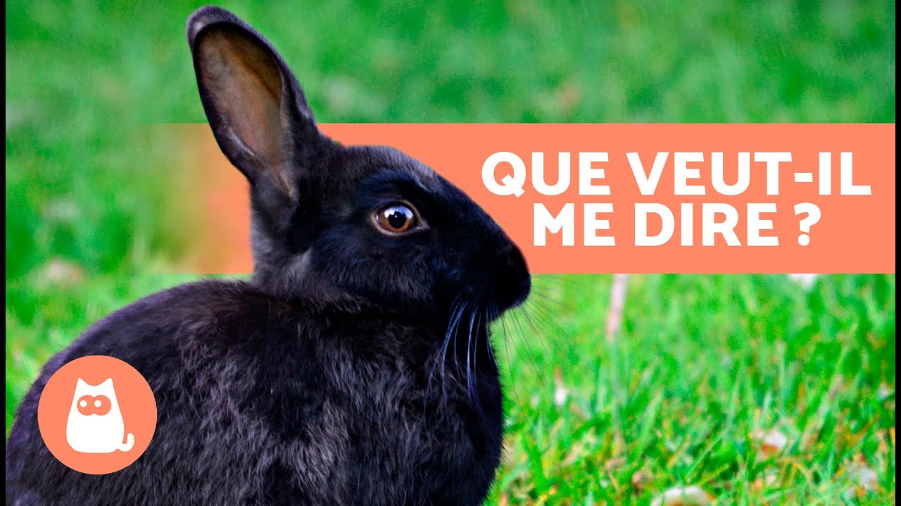 LANGAGE du LAPIN 🐰💬 Comment les LAPINS COMMUNIQUENT-ILS ?