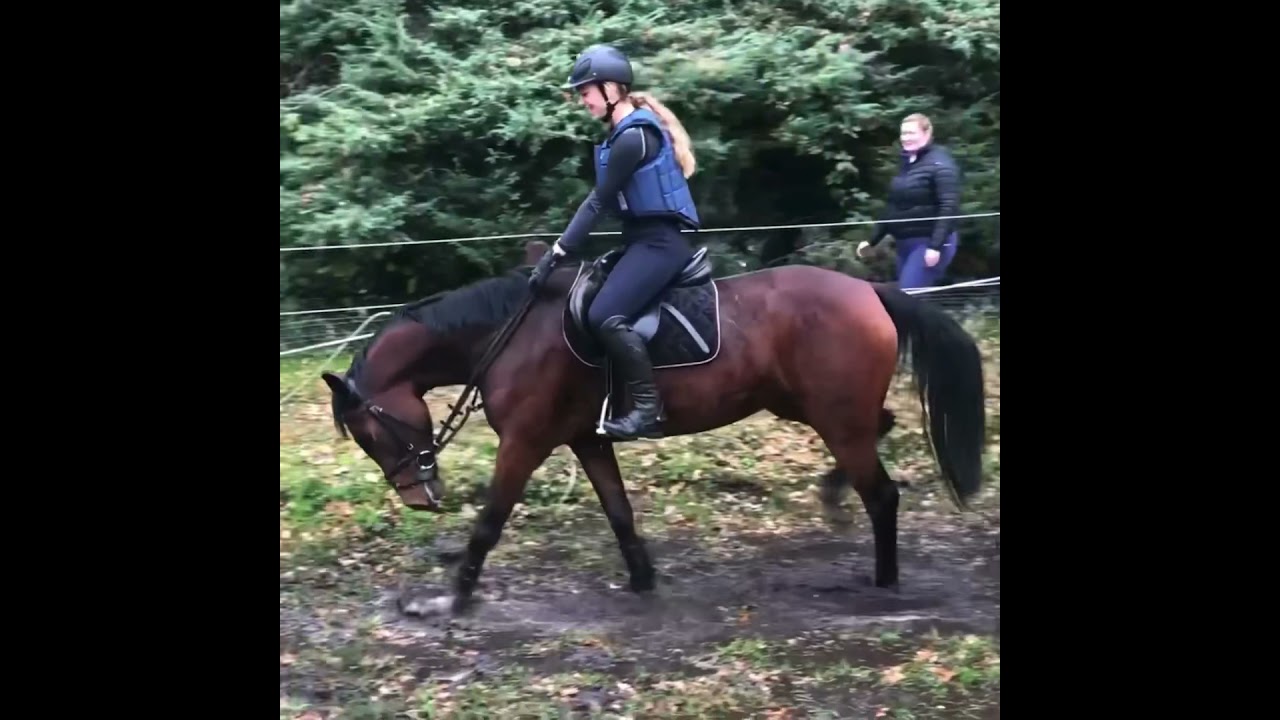 Menimi (El Salvador x Upgrade x Gragentin)