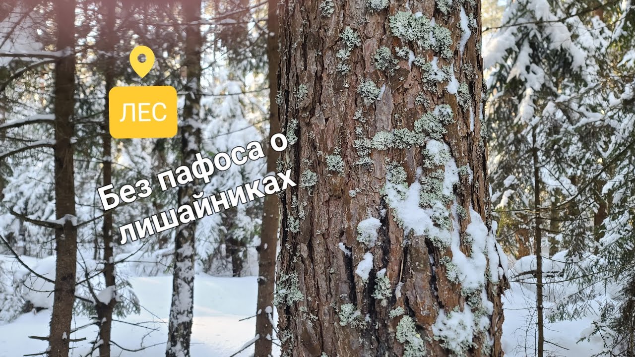 Что надо  знать при сборе  лишайников Для Всех! #зима #лес #природа 
