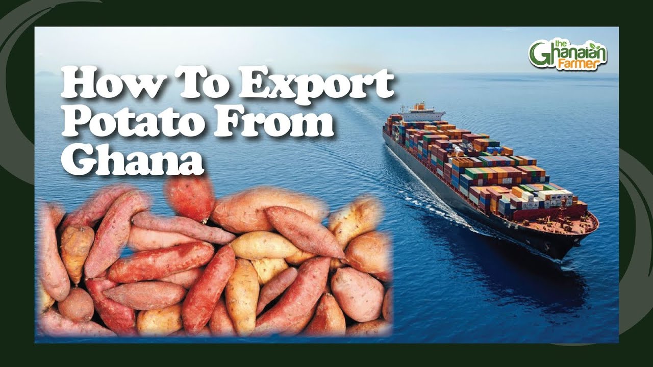 How To Become RICH From Exporting Sweet Potatoes From Ghana To Netherlands 🇳🇱