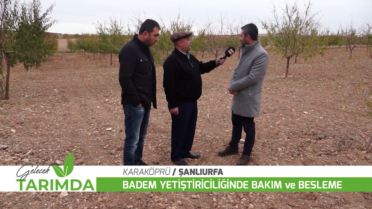 Badem üreticileri Bakteriyel kanser ve İç kurduna karşı uyarıldı