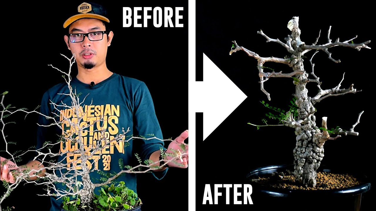 Operculicarya Pachypus Before And After