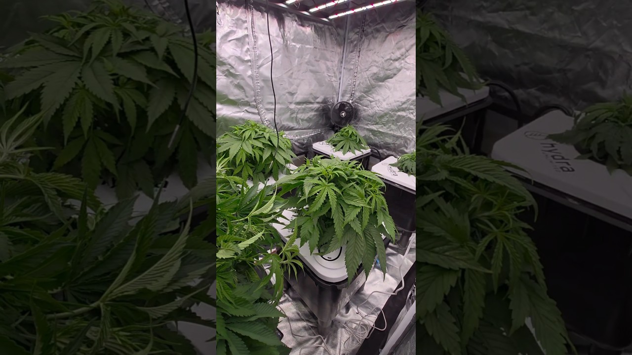 do you supercropping? #supercropping #gardening #plants #gardener #mobuds314