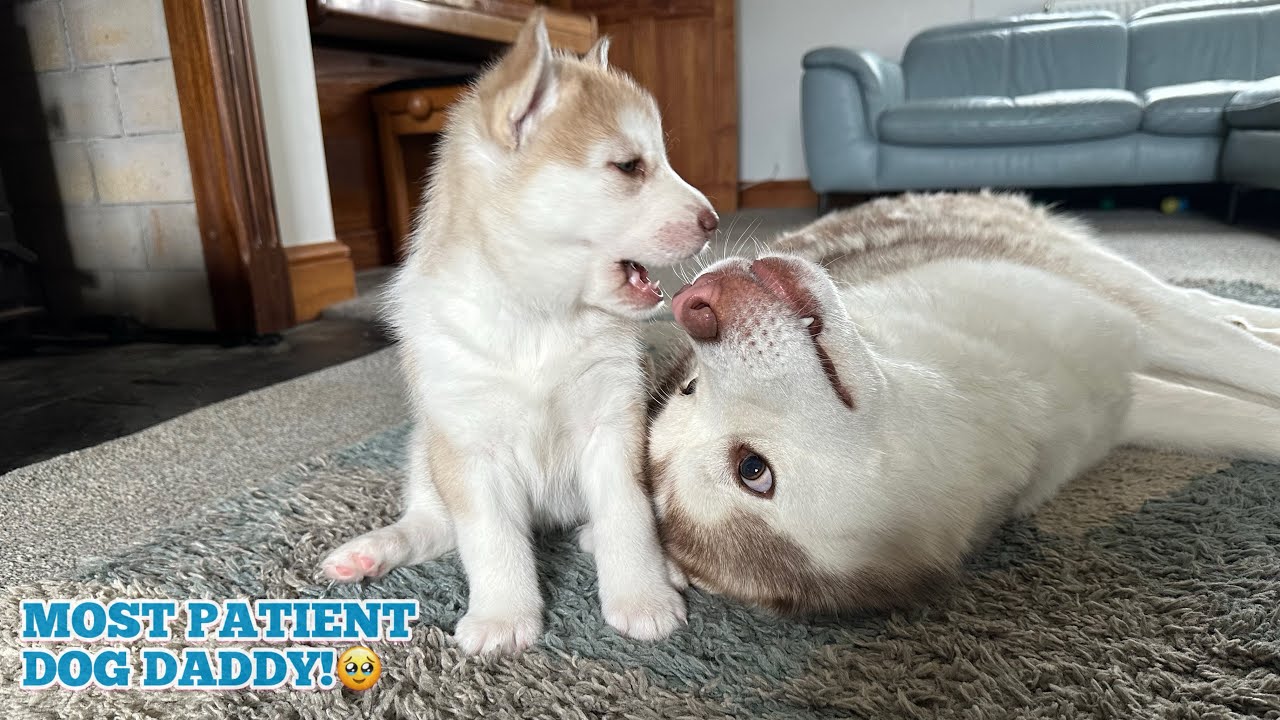 The Most PATIENT Husky Dad Ever!🥰. His Mini Me Wants To Play! Cutest Video!!