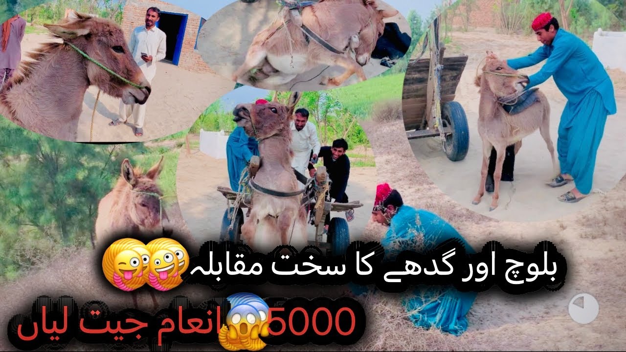 Baloch aur gadhe ka Sath mukabala 🤪🤪🤪