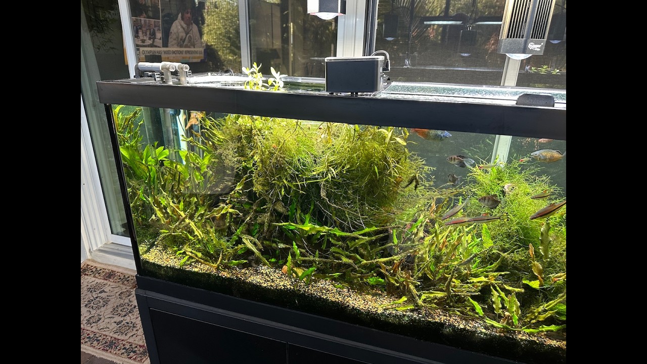 How to combat cold weather from affecting your aquarium.