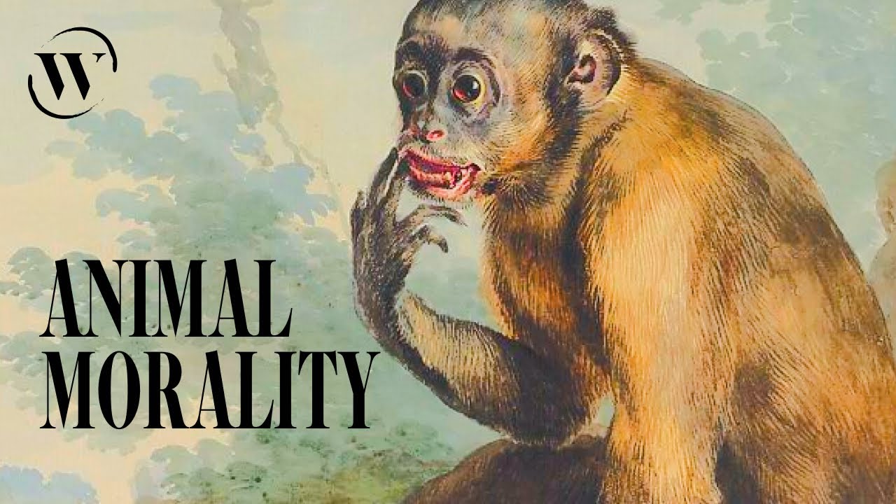 95% of your behavior is primate behavior | Frans de Waal