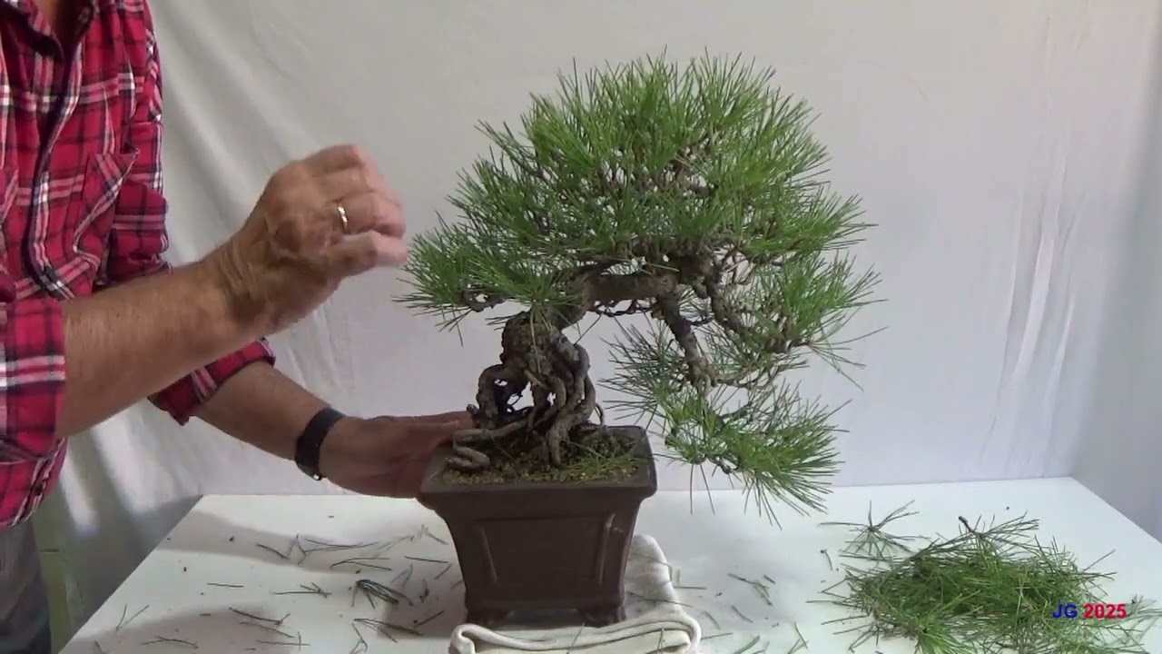 PINO NEGRO JAPONÉS  Pinus Thunbergii  1ª parte poda  Trabajos rutinarios durante un año 2025   2026
