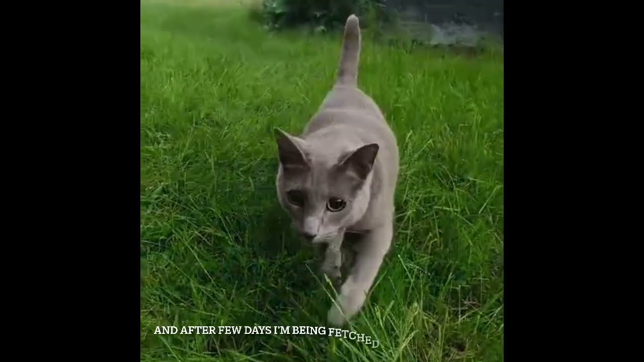 Misse e Russian blue cat Episode 2