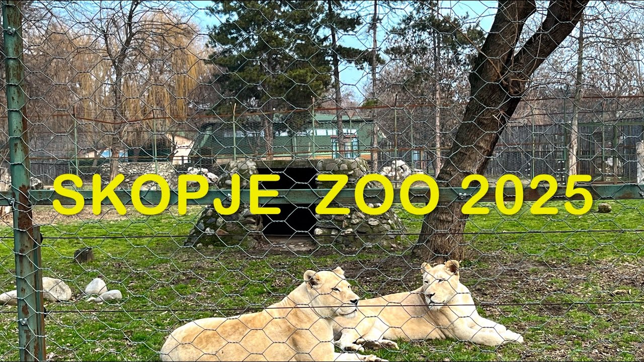 SKOPJE ZOO 2025 | СКОПЈЕ ЗОО 2025 | ZOOLOSKA GRADINA SKOPJE 2025